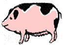 Fat Sow