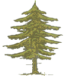 Fir Tree